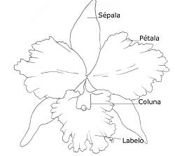 Desenho de uma flor de Cattleya