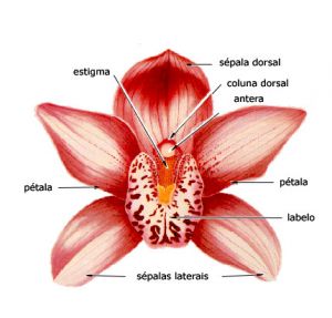 Flor da orquídea_ morfologia